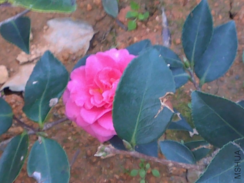20131121780.jpg