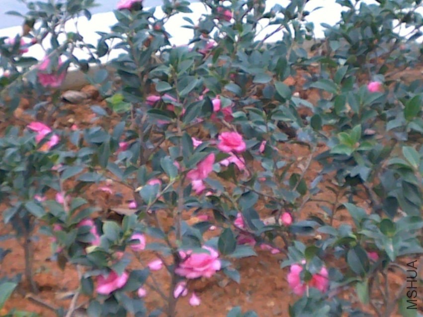 20131121781.jpg