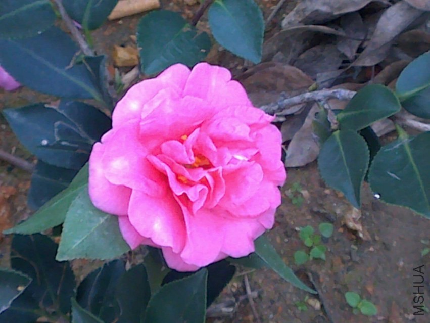 20131121782.jpg