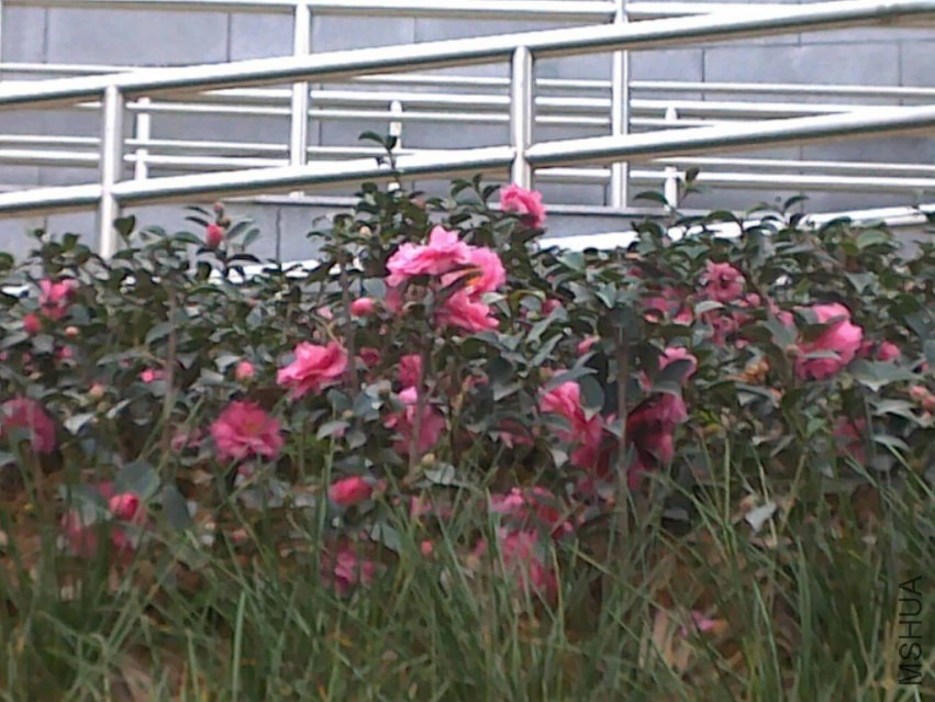 20131121783.jpg