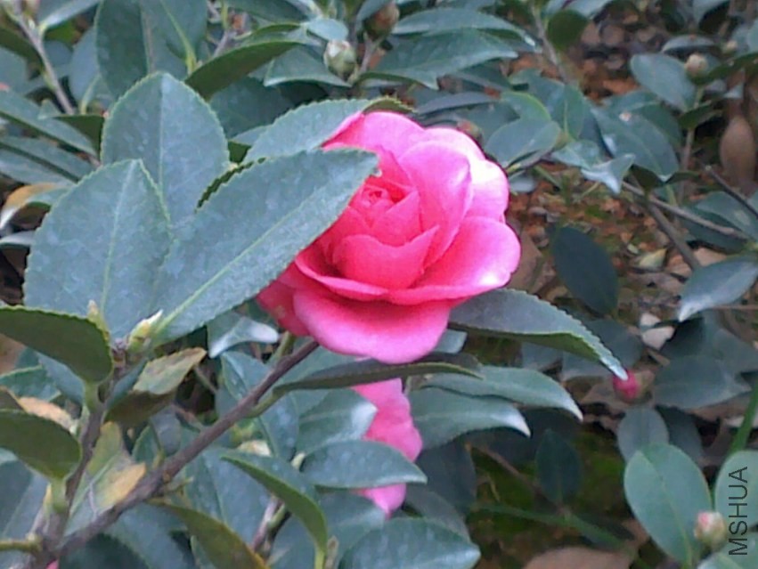 20131121786.jpg
