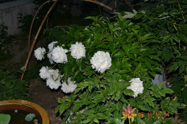 psb (1).jpg