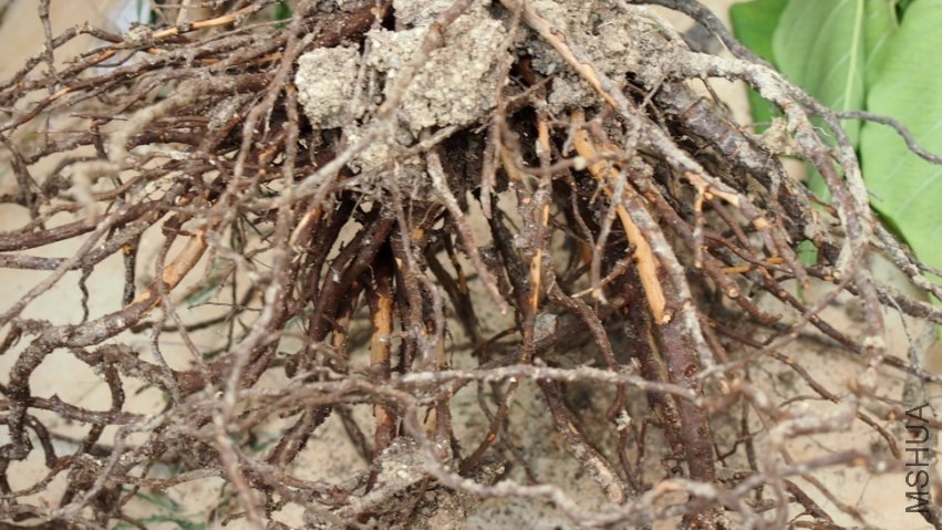 P1010314---.JPG