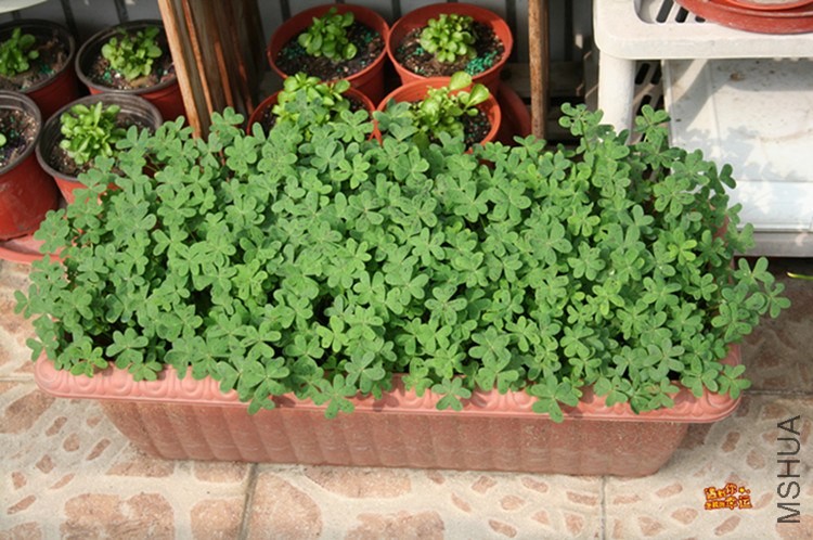 ��Ƭ 008_����.jpg