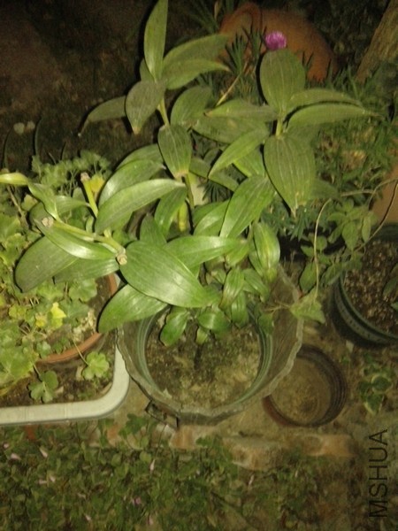IMG_20131120_204911.jpg
