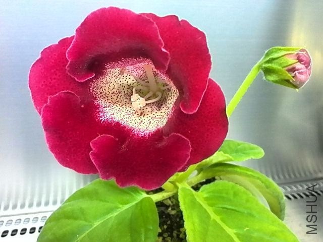 IMG_20130822_100014.jpg
