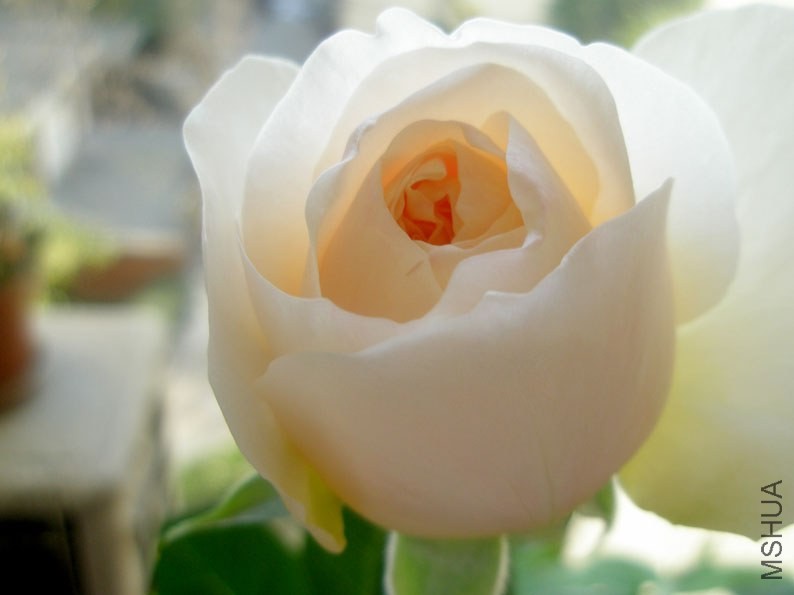 PB110008.JPG