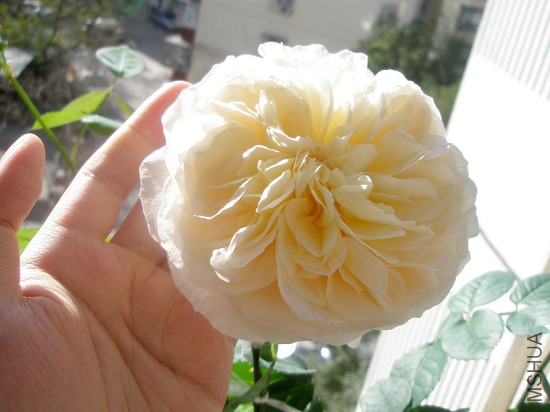 PB160063.JPG