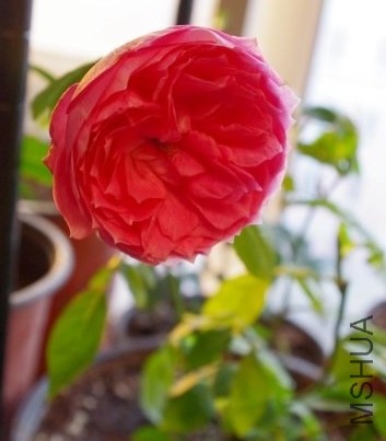 IMGP8231 - ���� (Small).JPG