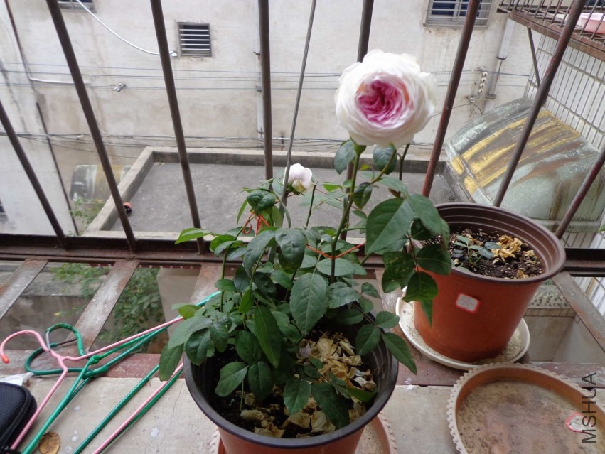 DSC00411.JPG
