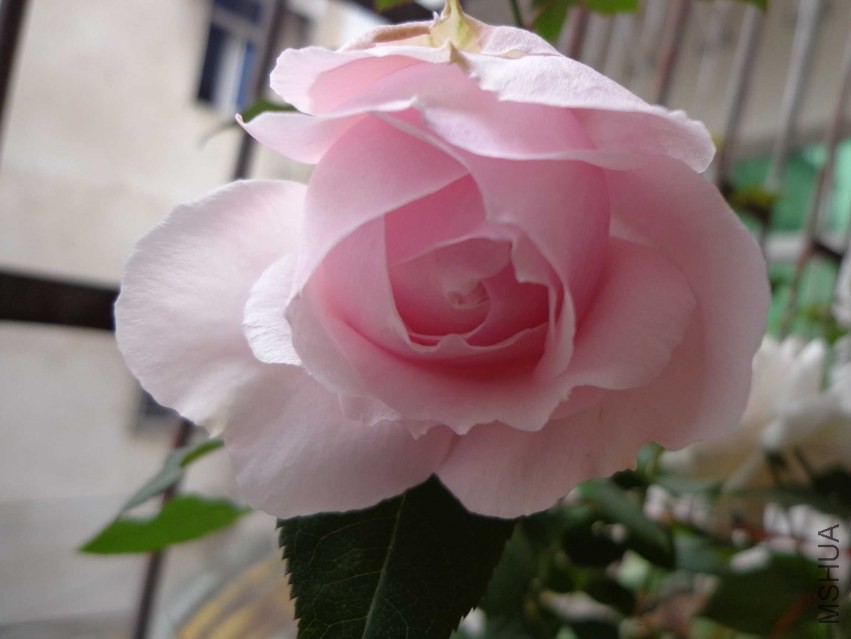 DSC00403.JPG