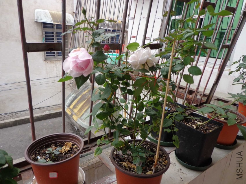 DSC00412.JPG