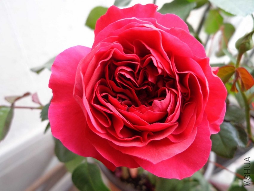 DSC00407.JPG