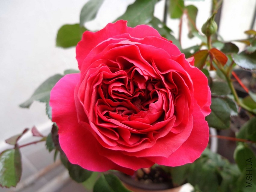 DSC00409.JPG