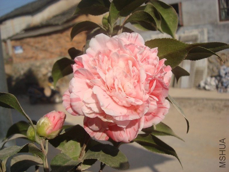 DSC09516_����.jpg