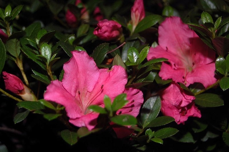 DSC_00380038.JPG