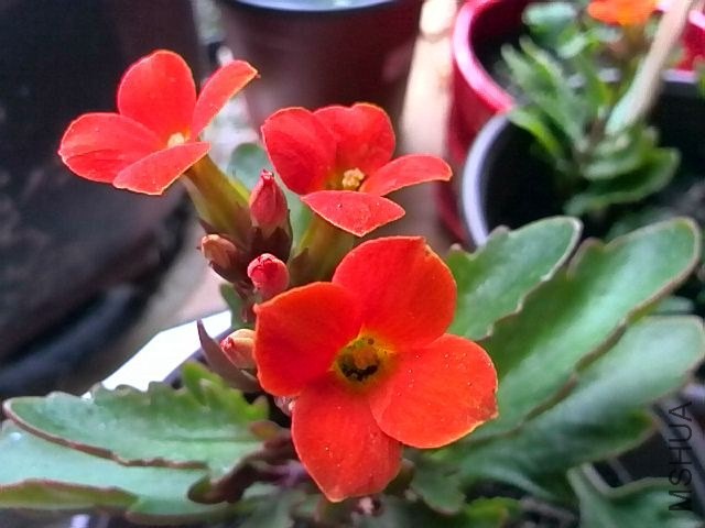 IMG_20131007_155911.jpg