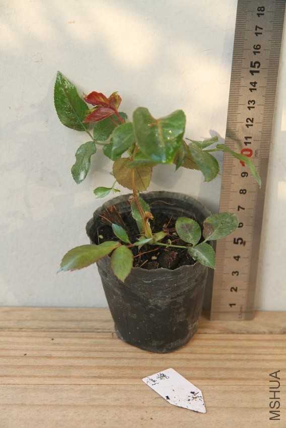 psb42RAT2QX.jpg