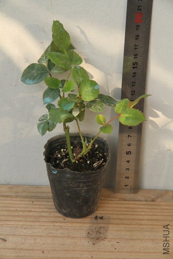 psb049K1CJ9.jpg