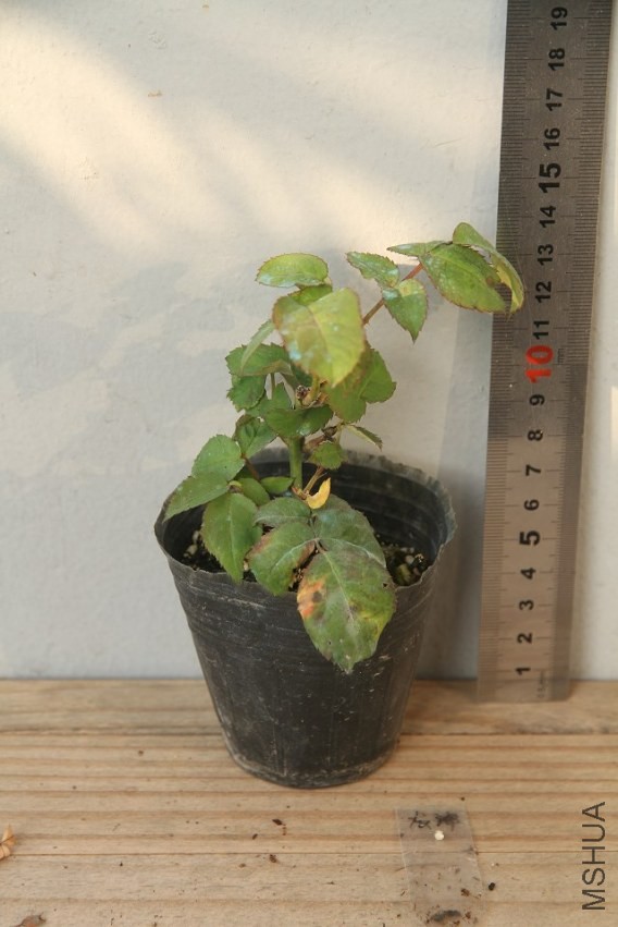 psb258FJVSV.jpg