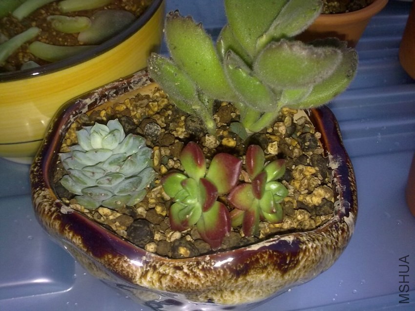 20131121184.jpg