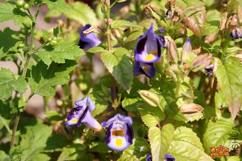 ��Ƭ 116_����.jpg