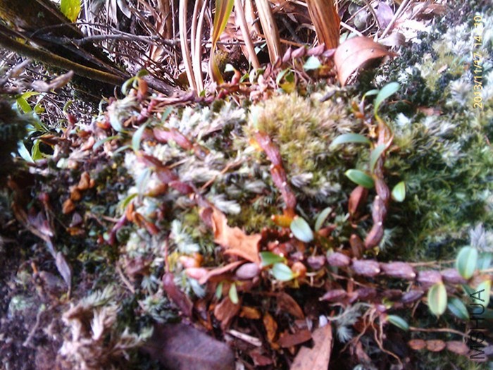 ���Ҳ��ʯ���ɣ�