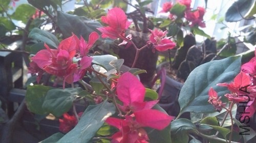 IMG_20131123_081219 (800x450) (640x360) (500x281).jpg