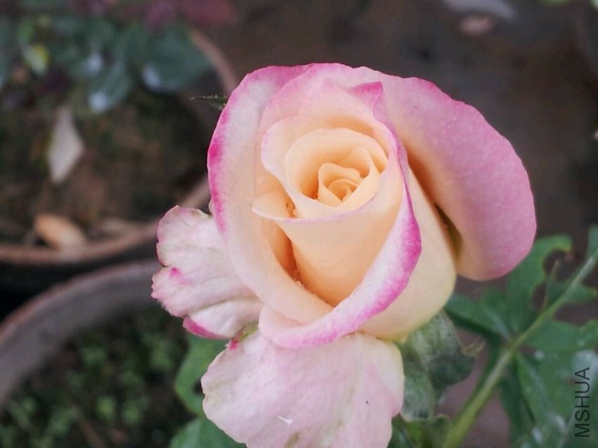 29A1F375AAD22D96BCC84DA0ADEA3BE0.jpg