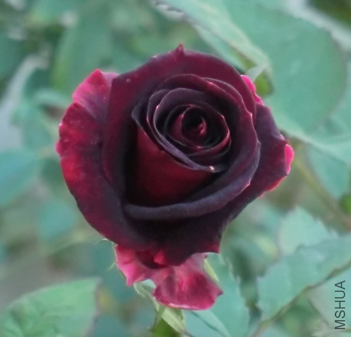 QQͼƬ20131121185354.jpg