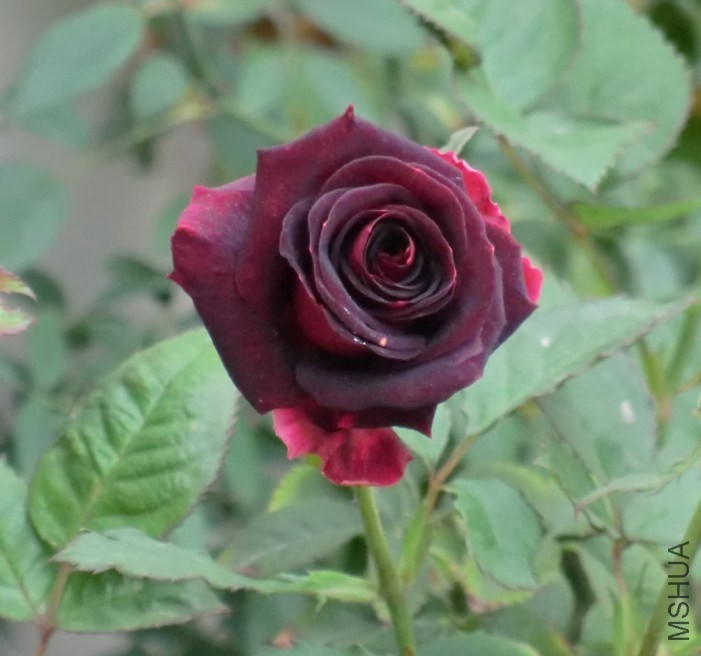 QQͼƬ20131121185751.jpg