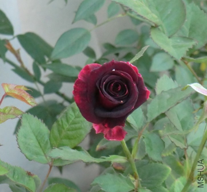 QQͼƬ20131121185419.jpg