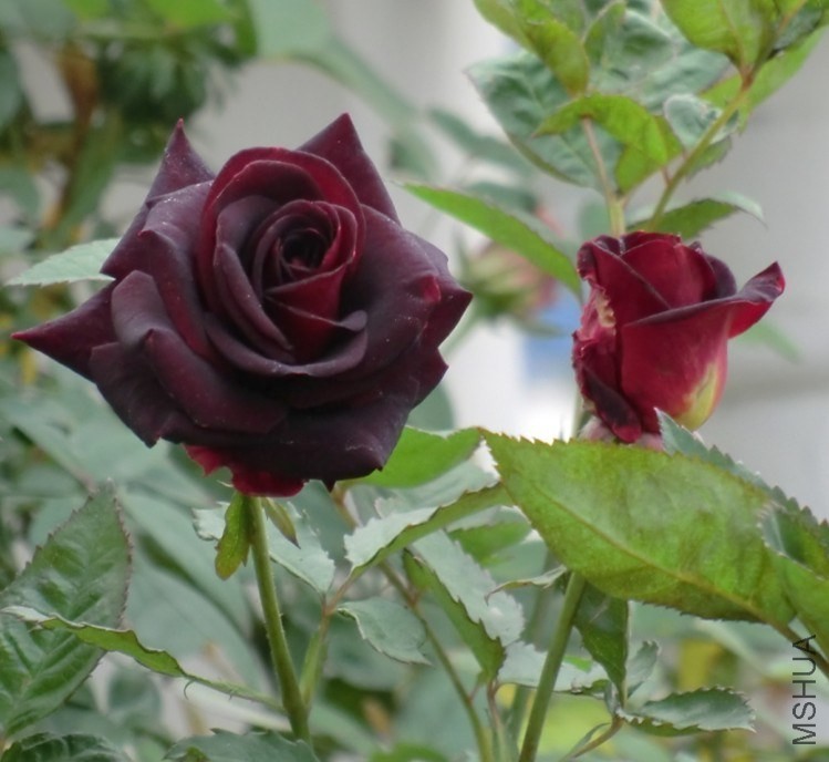 QQͼƬ20131123114026.jpg
