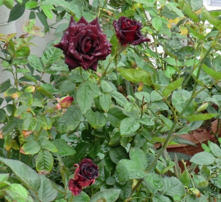 QQͼƬ20131124122743.jpg