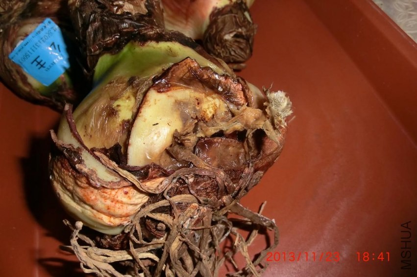 ����ֲ���Щ����