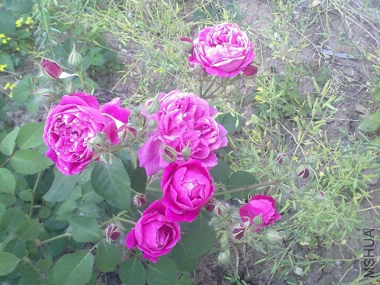 20130505301.jpg