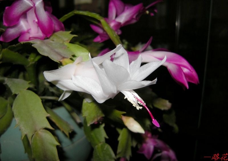 DSCN7107.jpg