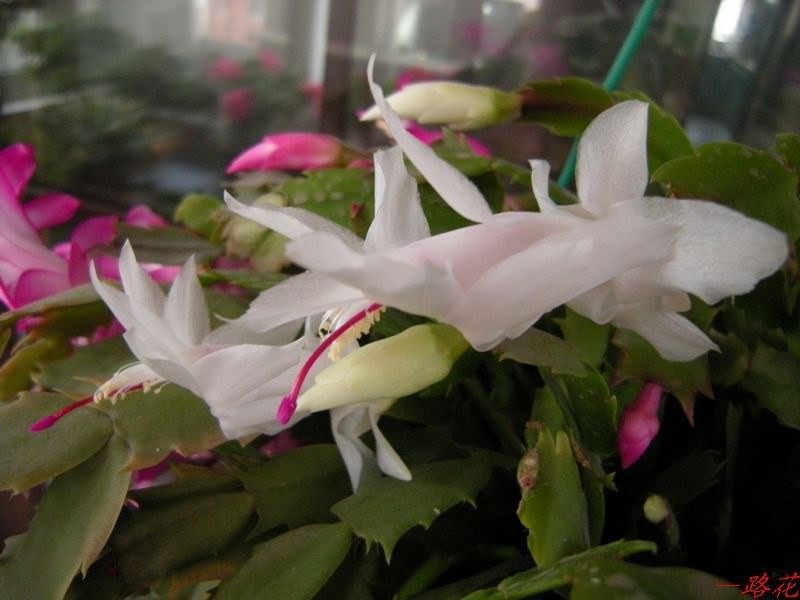 DSCN7109.jpg
