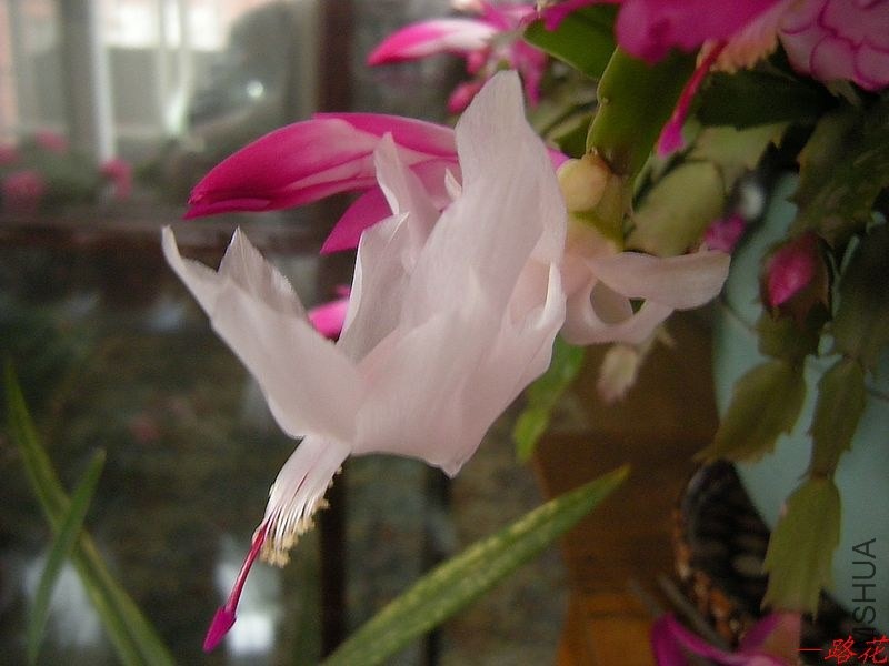 DSCN7111.jpg