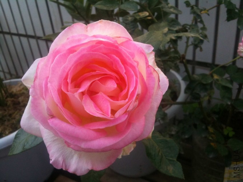 2013-11-22 122428.jpg