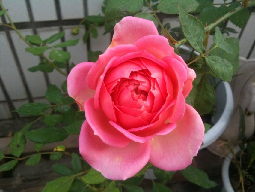 2013-11-23 081856.jpg