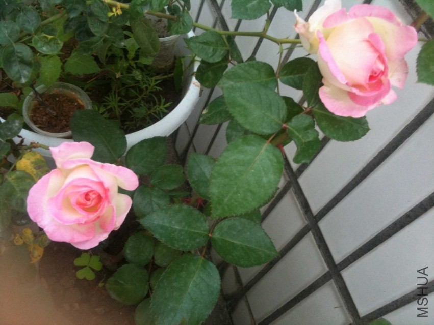 2013-11-23 081918.jpg