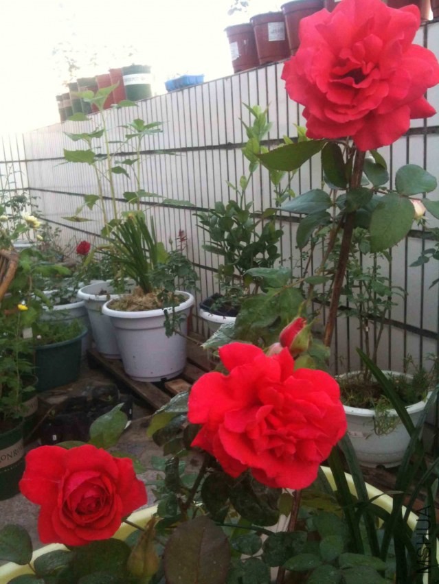 2013-11-18 073855.jpg