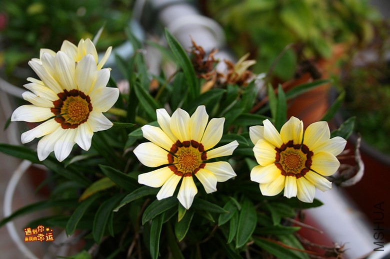 ��Ƭ 019_����.jpg