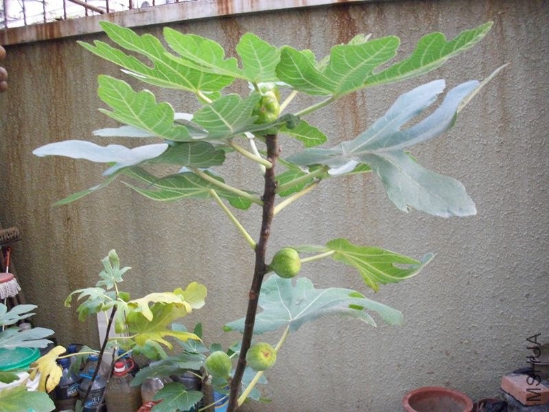 ALIM1124_����.jpg