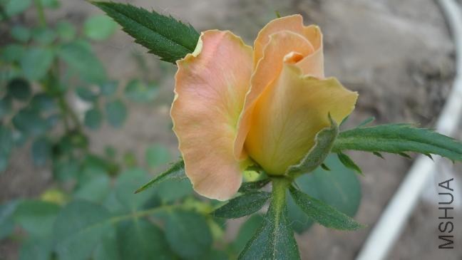 DSC02859.JPG