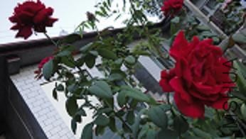DSC02958.JPG