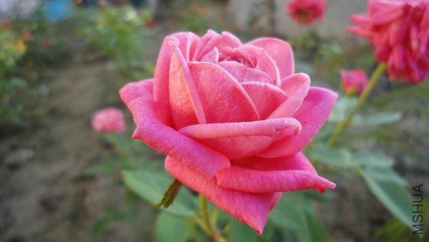 DSC02980.JPG