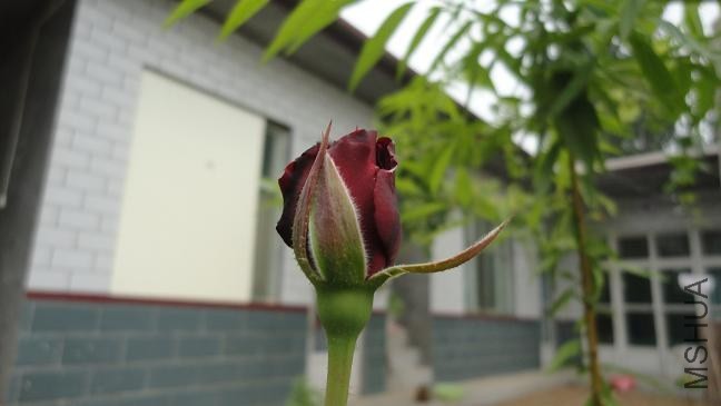 DSC03095.JPG