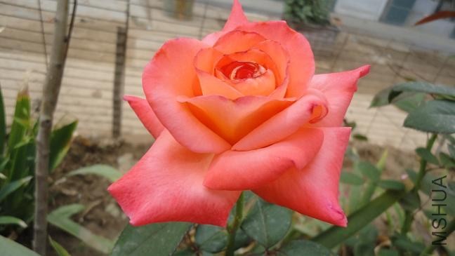 DSC03370.JPG